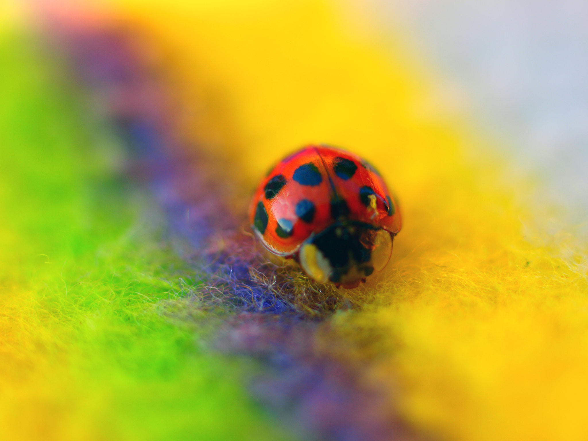 Rainbow Ladybug by Catalin Mihaila Photo 10068203 / 500px