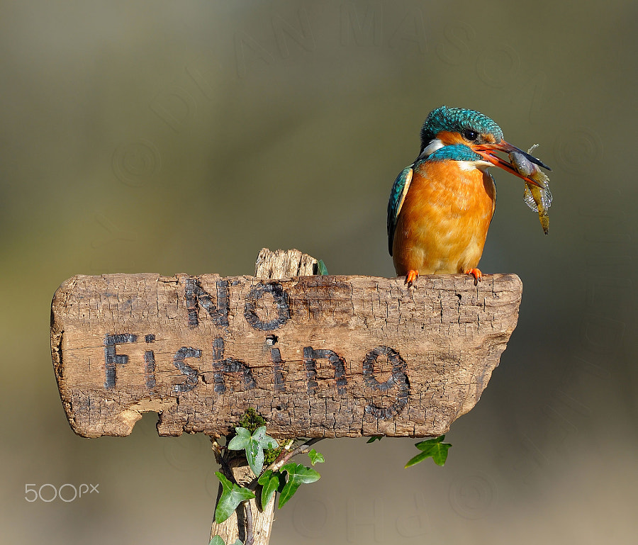 Download Kingfisher on No Fishing sign ! by Dean Mason / 500px