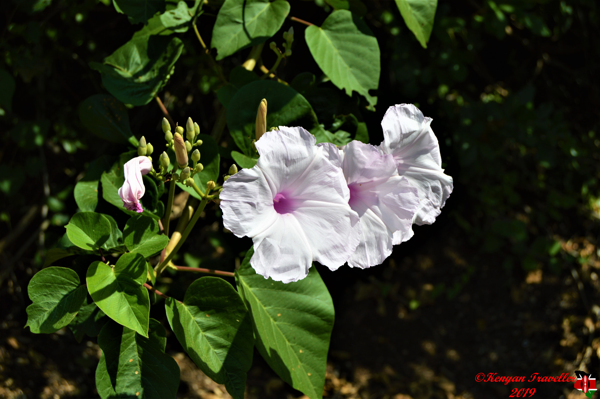 v2?sig=a2921044f1eeeb60ea4b3f3b912ffa04865ad8d20c616b2295fdf6a8511116c2