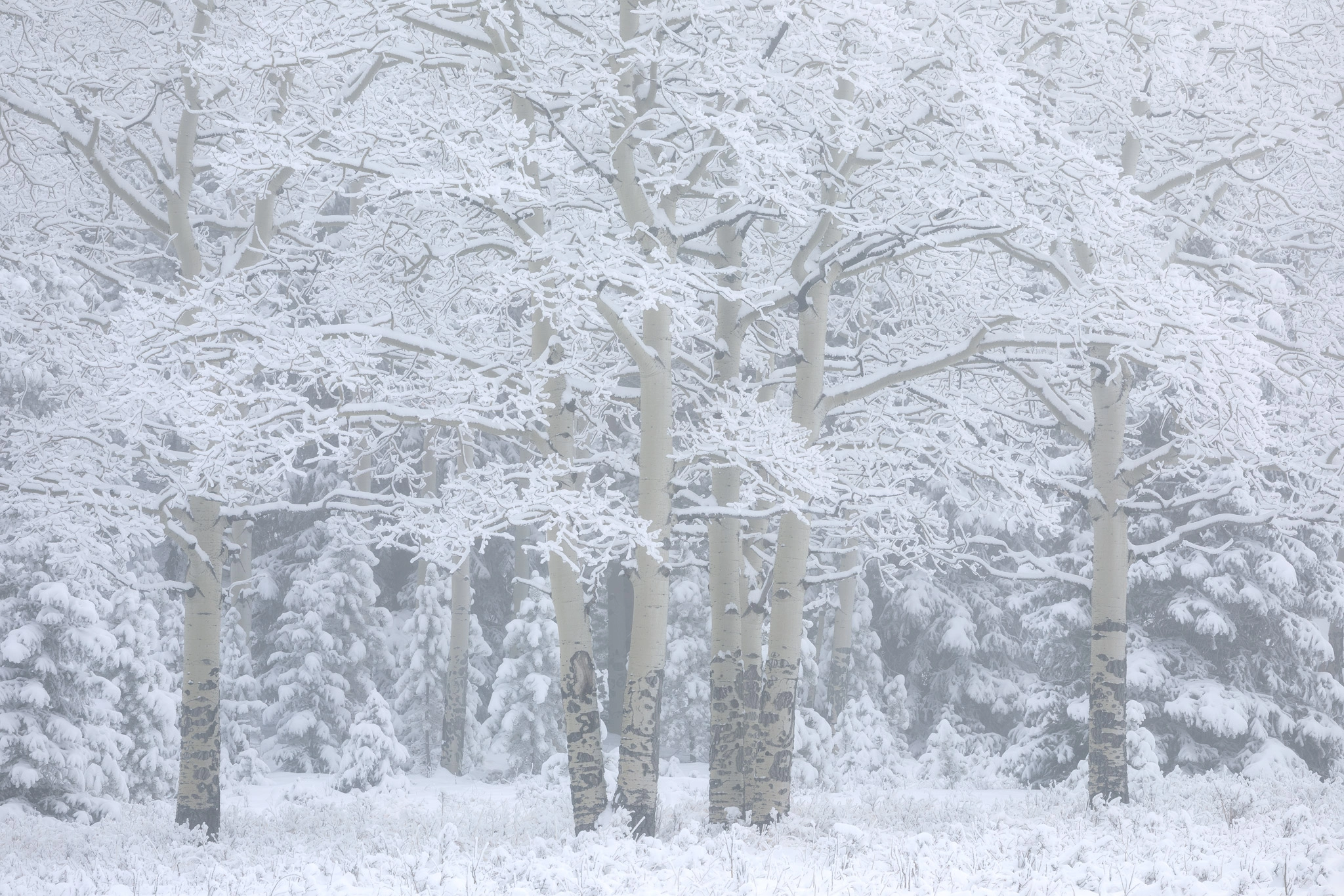Foggy Aspen Forest Covered In Snow In Winter By Chris Kayler 500px