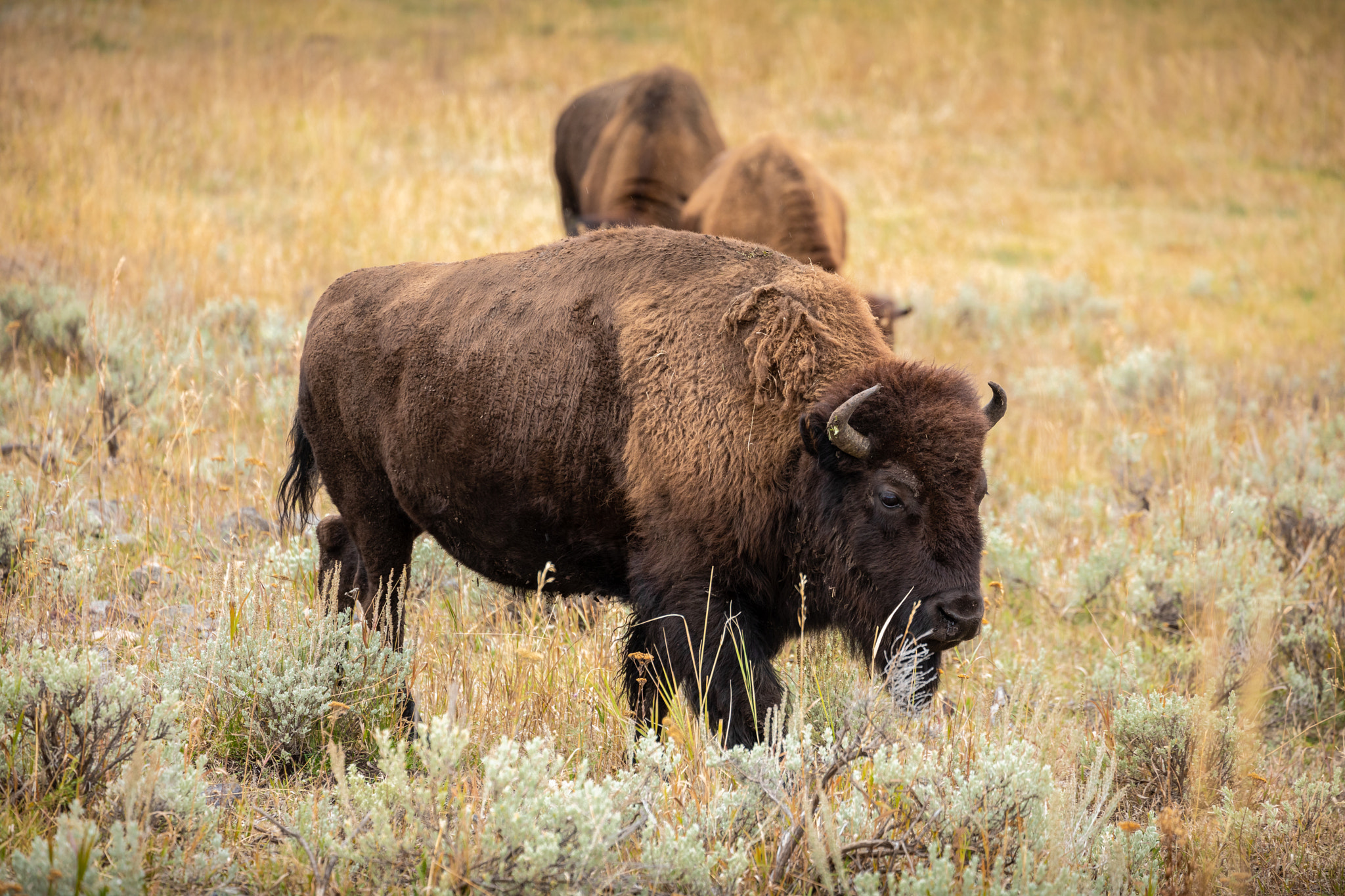 American bison walking and looking for food in Yellowstone Natio