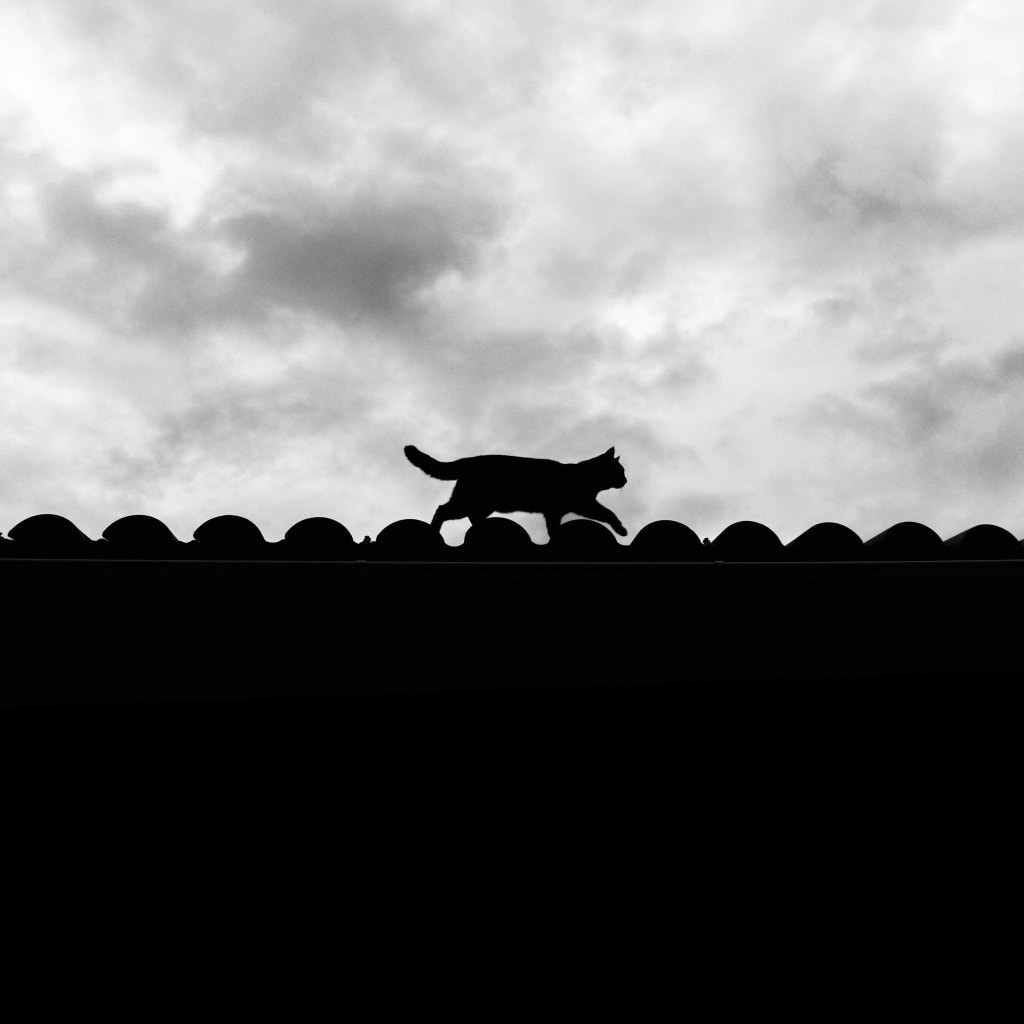 屋顶上的轻骑兵 by Lavande  on 500px.com