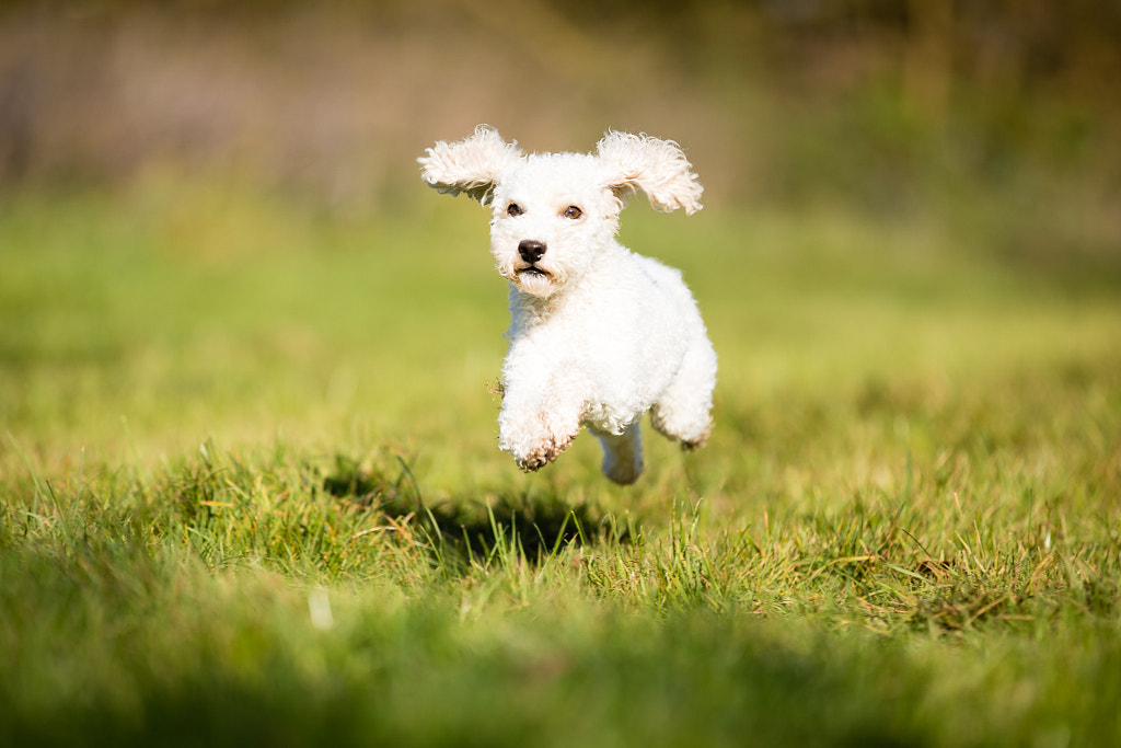 flying poodle by 85-mm on 500px.com