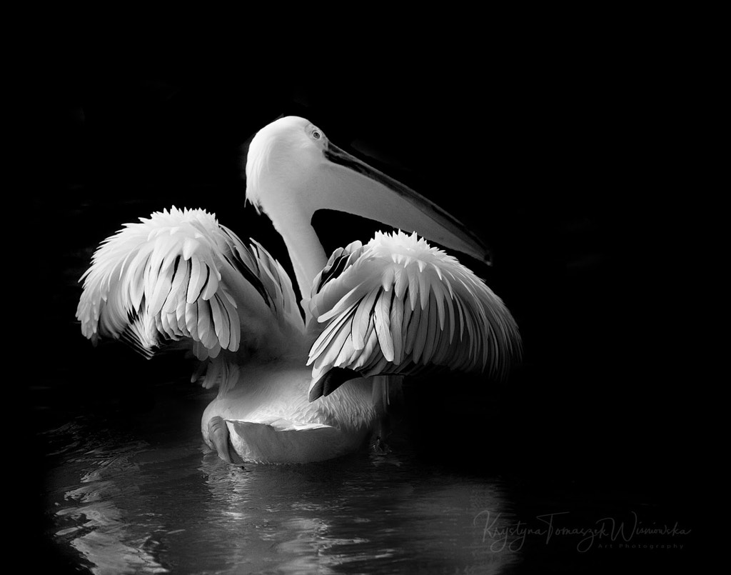 Great White Pelican by Krystina Wisniowska on 500px.com