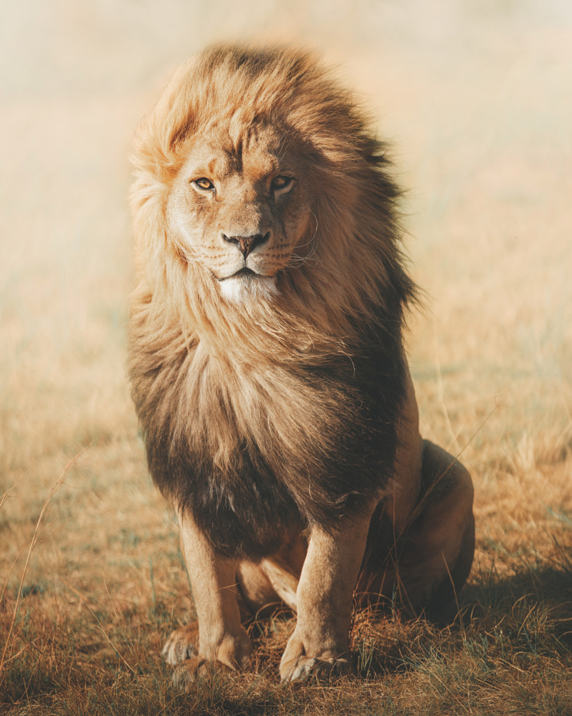 Mario, the King. Rescued from canned trophy hunting. by Charly Savely on 500px.com