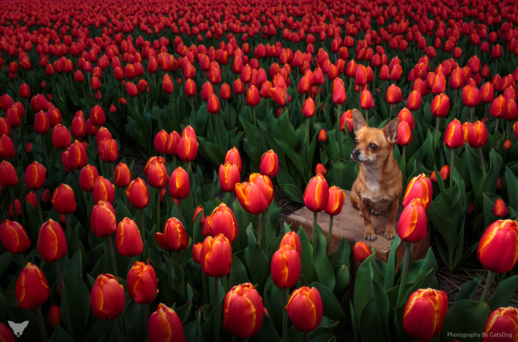 Tulip fields by Cat Race on 500px.com