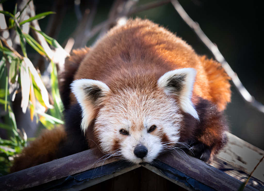 Red Panda on a Roof by James Arup / 500px
