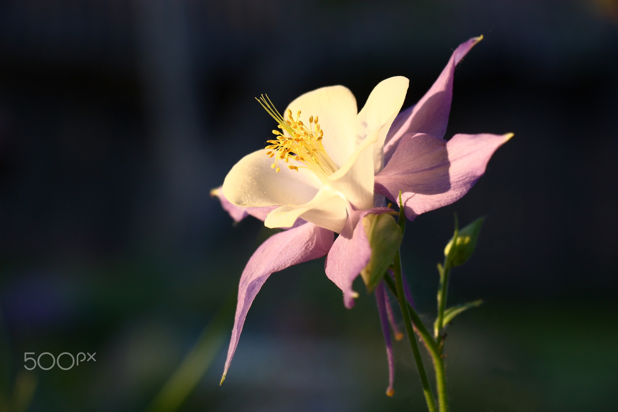Evening flower of a aquilegia.