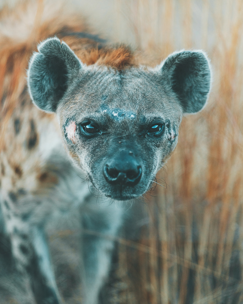 Hyenas are awesome in real life! by Charly Savely on 500px.com