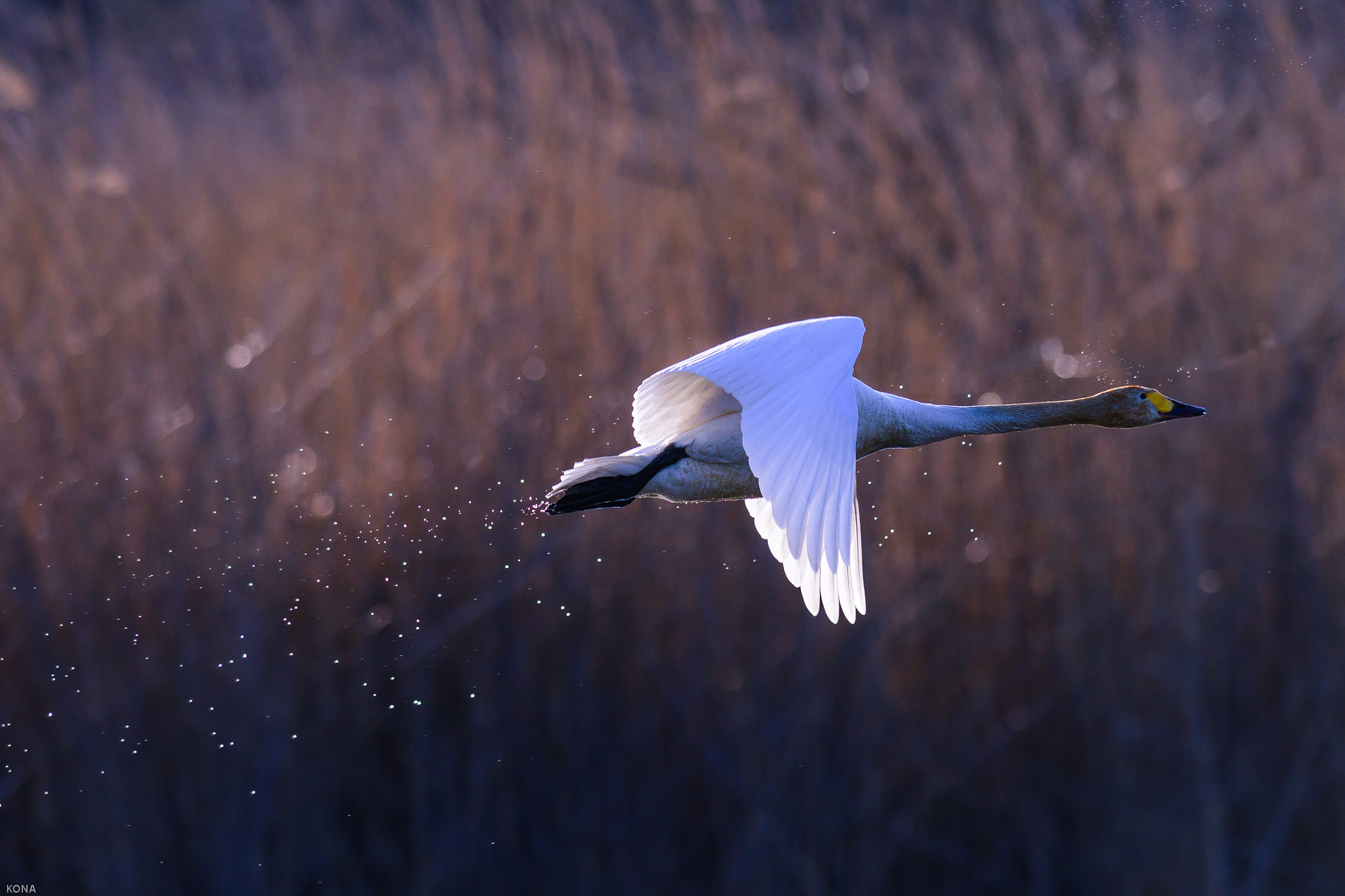Nikon AF-S Nikkor 400mm F2.8G ED VR II sample photo. Swan photography