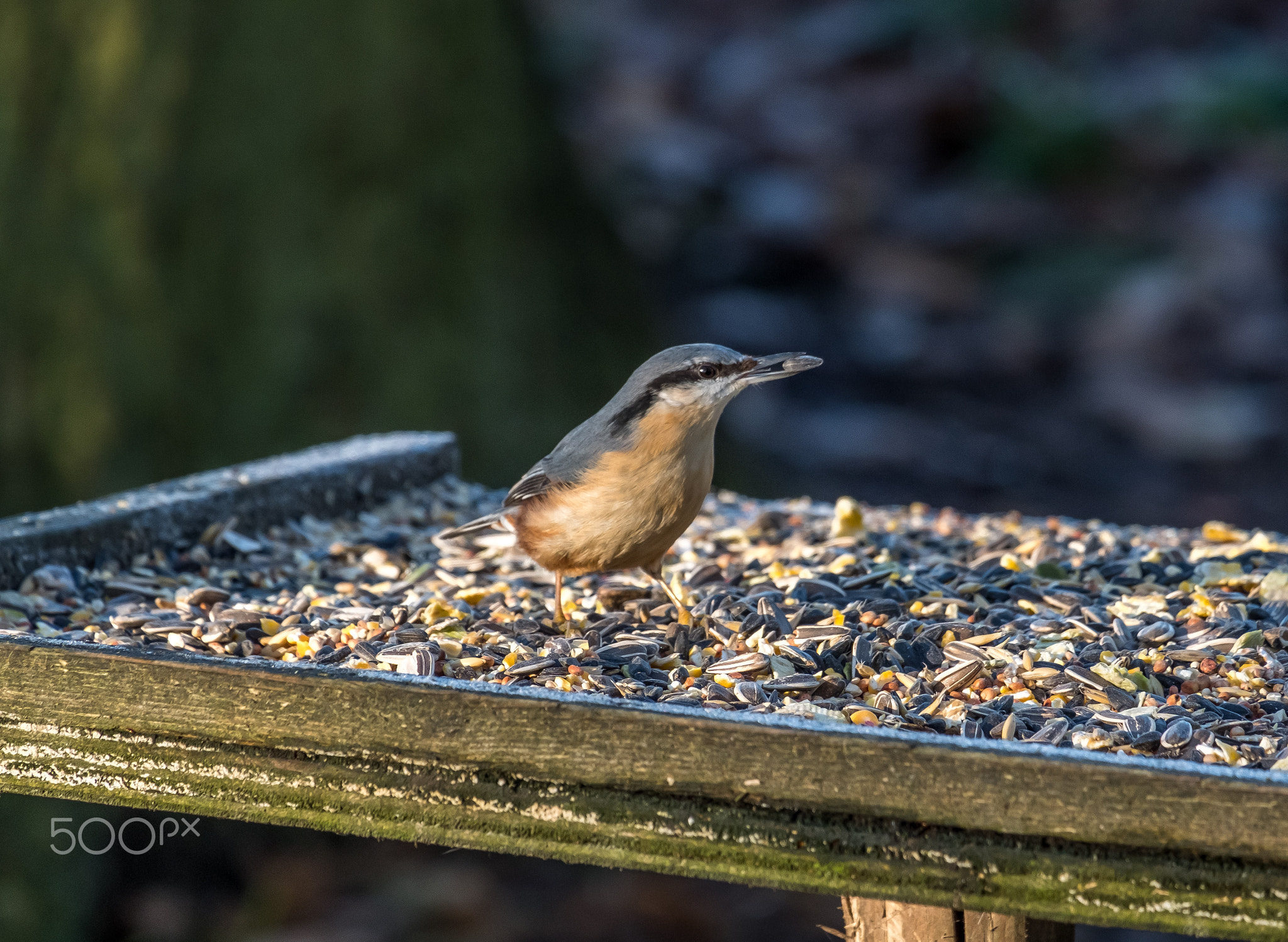 Nuthatch at Meresands Wood