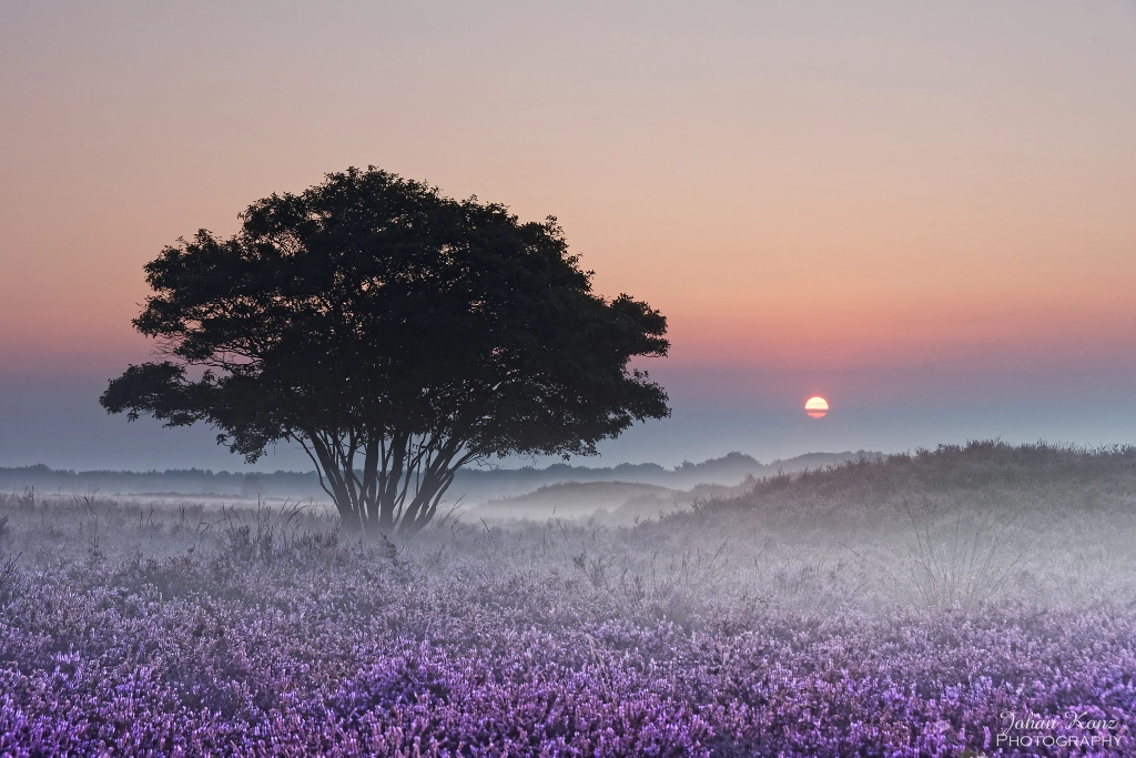 Heather Field at Sunrise by Johan Konz on 500px.com