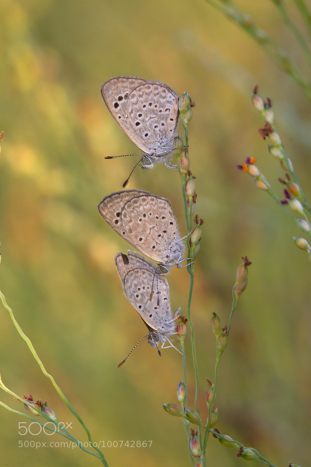Canon EOS 1100D (EOS Rebel T3 / EOS Kiss X50) sample photo. Spotted grass-blue photography