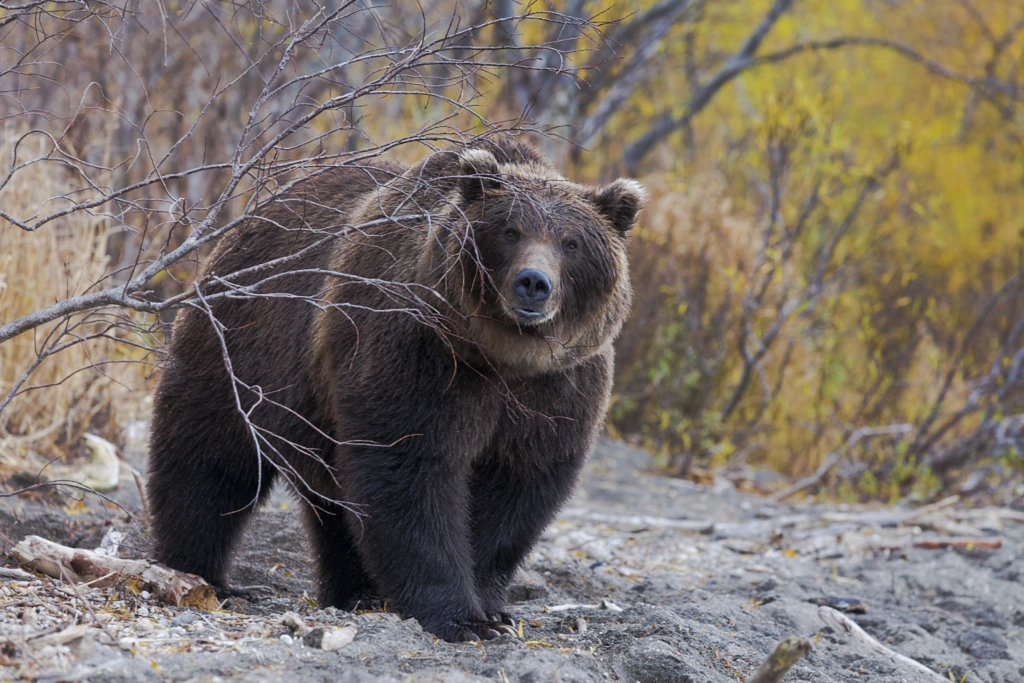 Brown bear by Sergey Krasnoshchekov on 500px.com