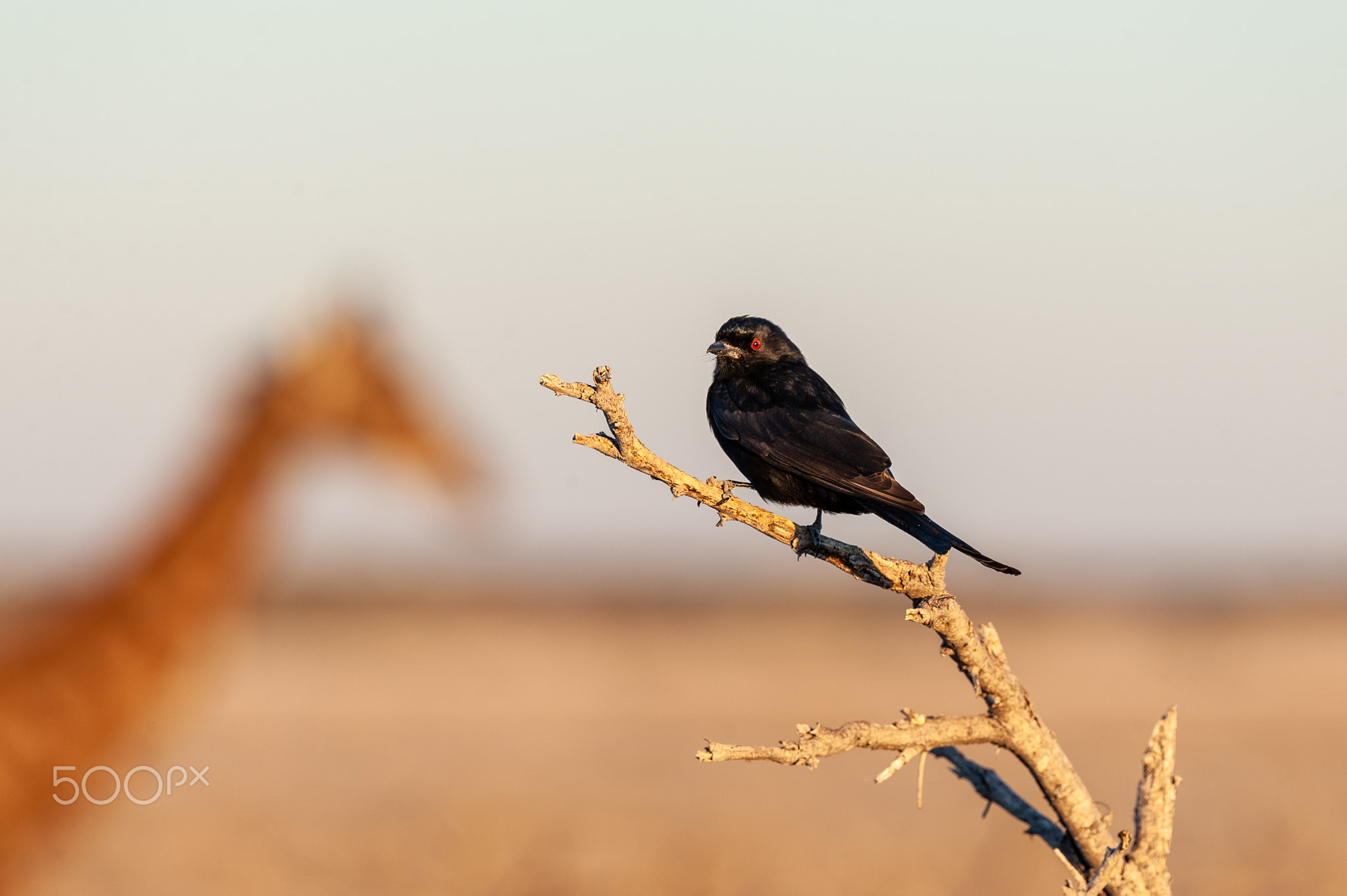 A Drongo stiing on a branch