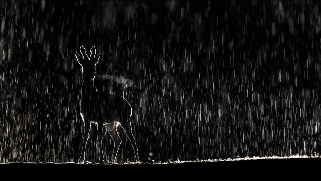 rainy night  by Georg Scharf on 500px.com