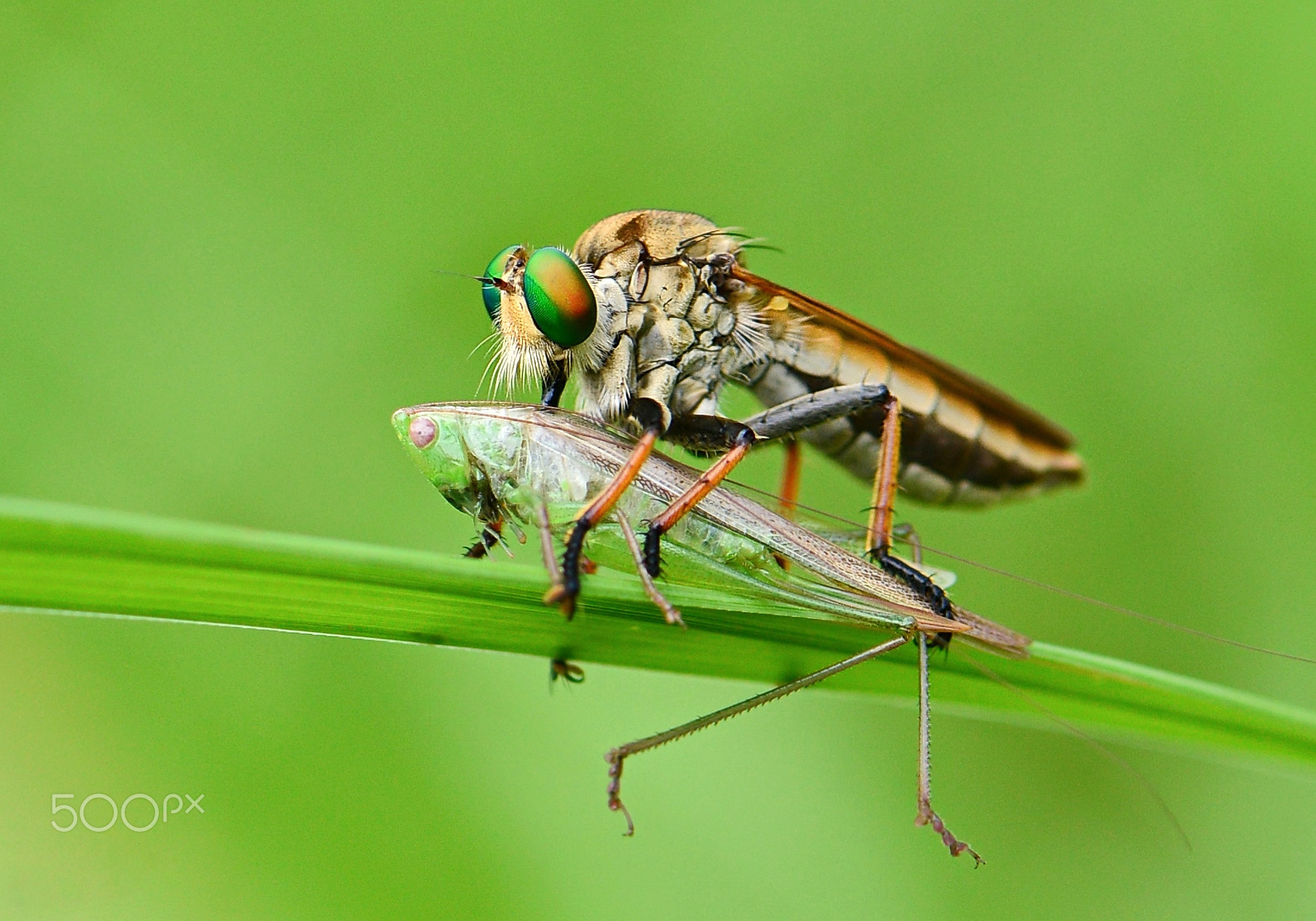 Robberfly's lunch