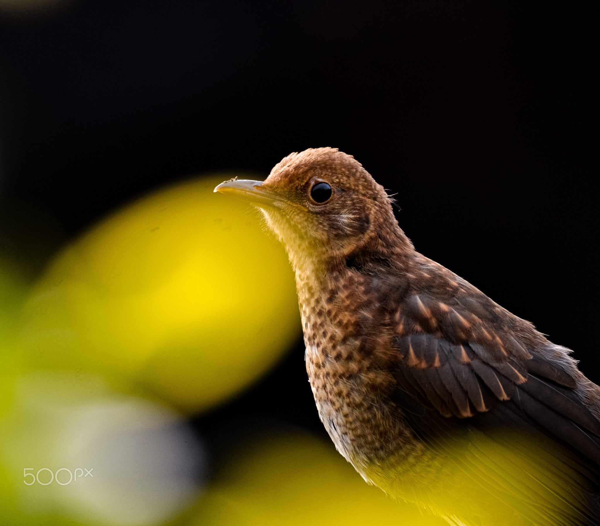 Bird Behind The Leaf