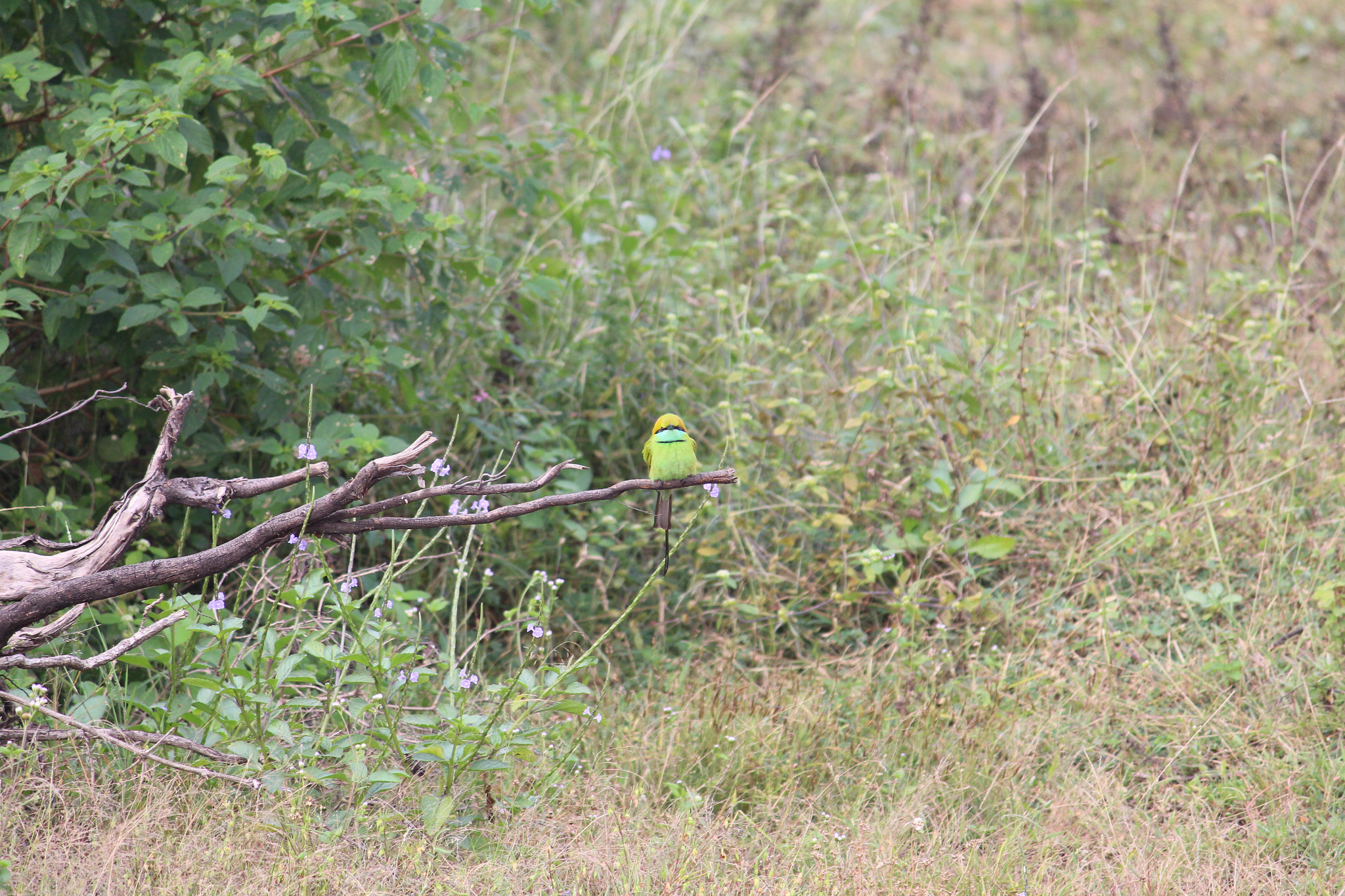 Bee eater at rest