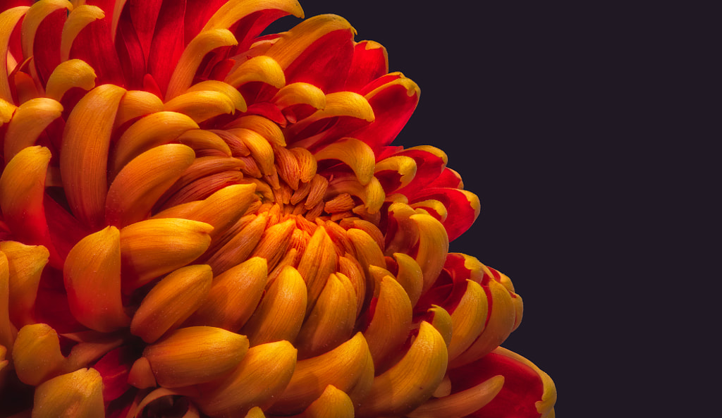 Fiery Mum by Olaf Holland on 500px.com