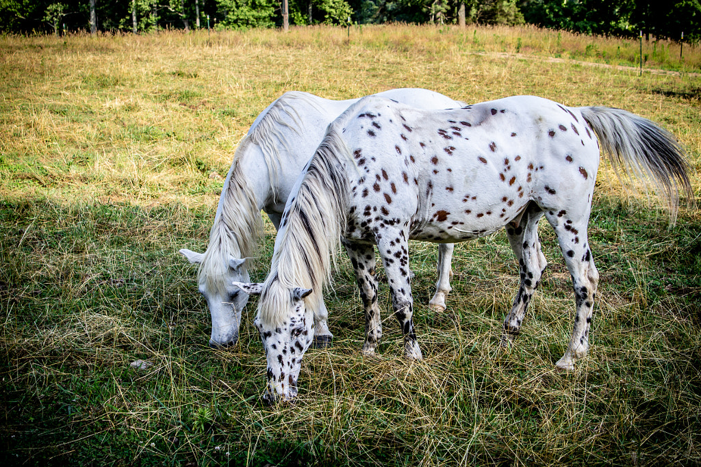 Leopard Appaloosa and Mate Grazing in the Summer by Eleanor Abramson on 500px.com
