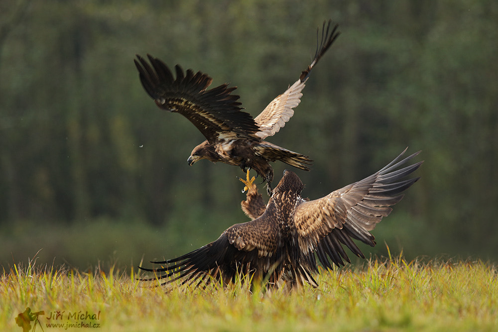 The White tailed eagle