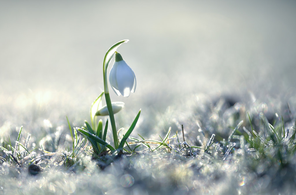 spring flower by Anke Kneifel on 500px.com