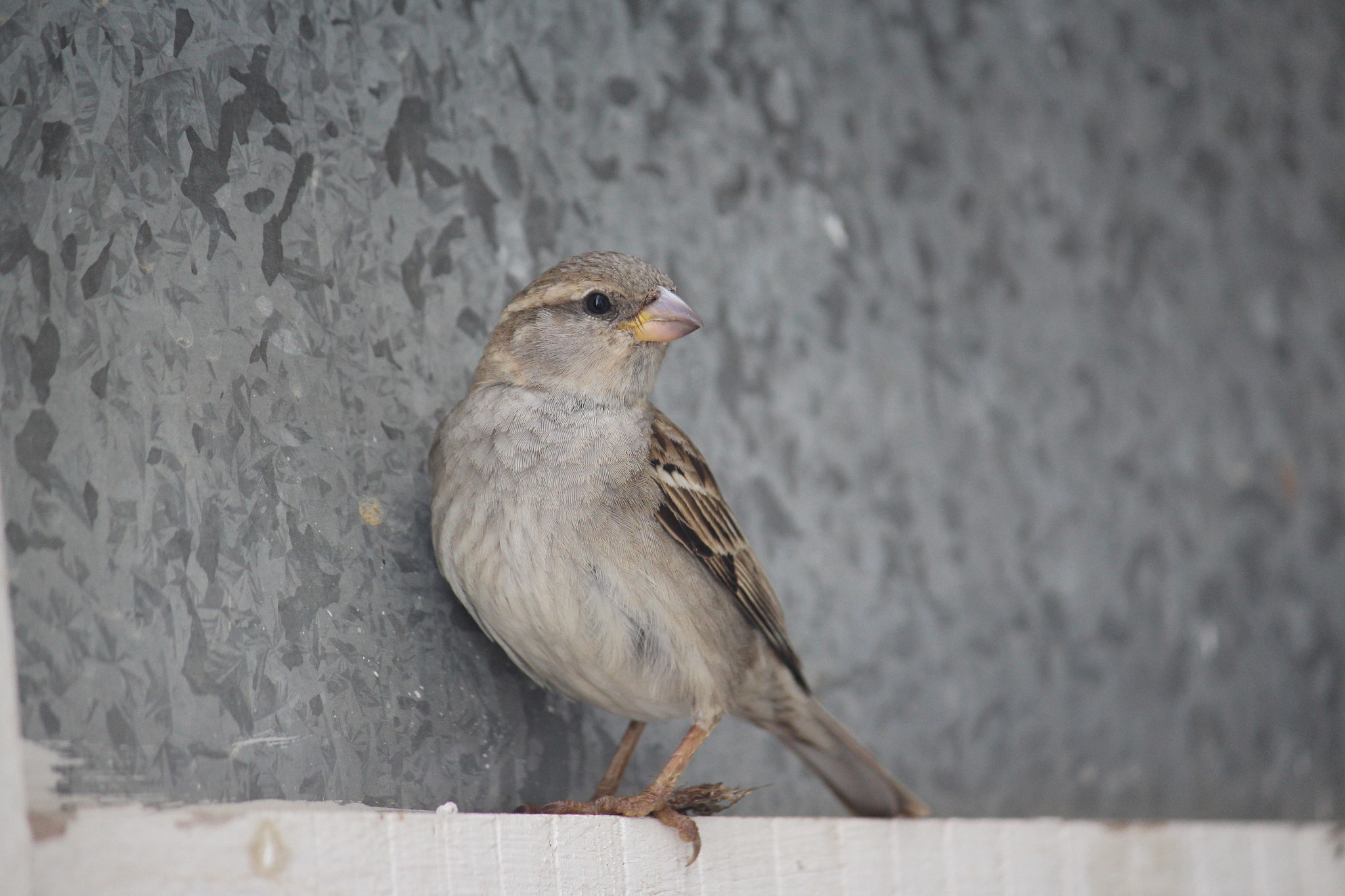 House sparrow still