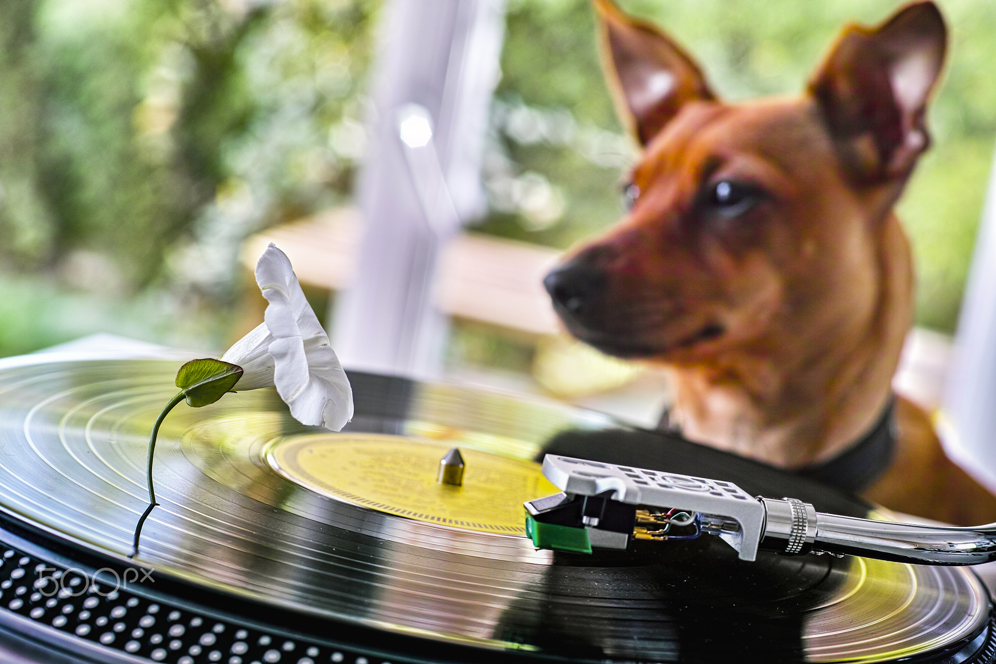 Concept of funny dog near record player with vinyl discwith vinyl disc