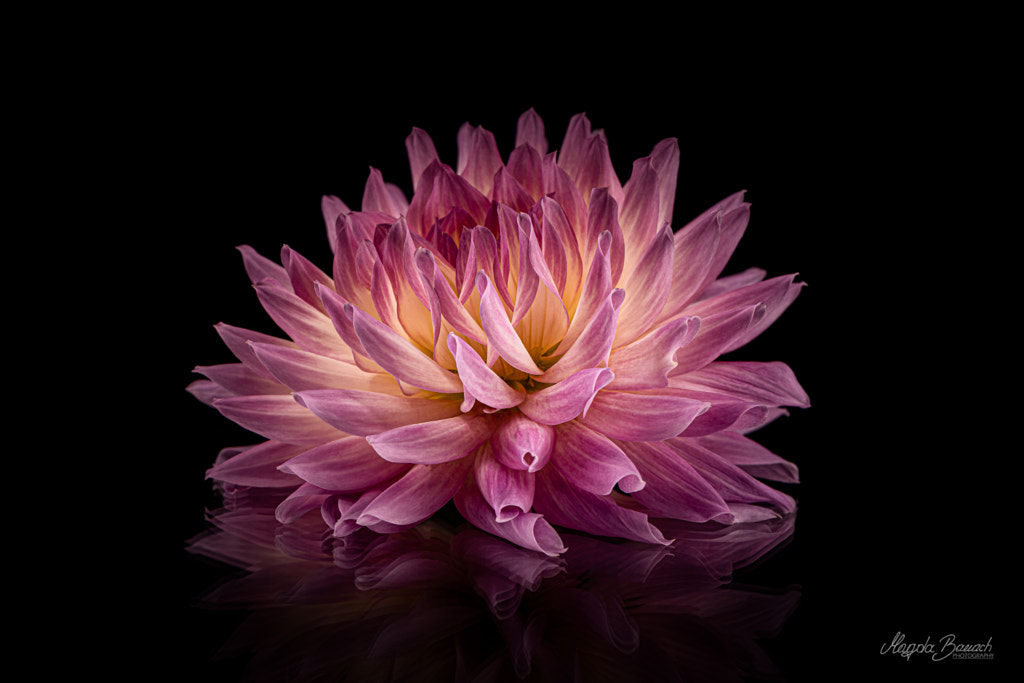 Pink dahlia by Magda Banach on 500px.com