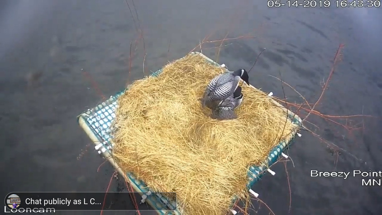 Loon pair mating