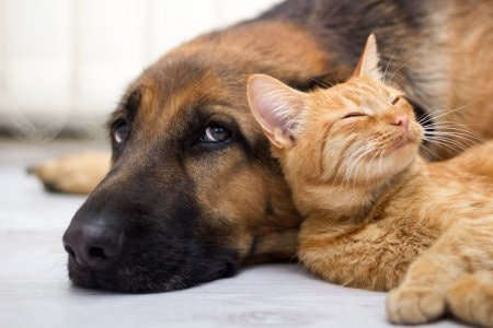 depositphotos stock photo german shepherd dog and cat