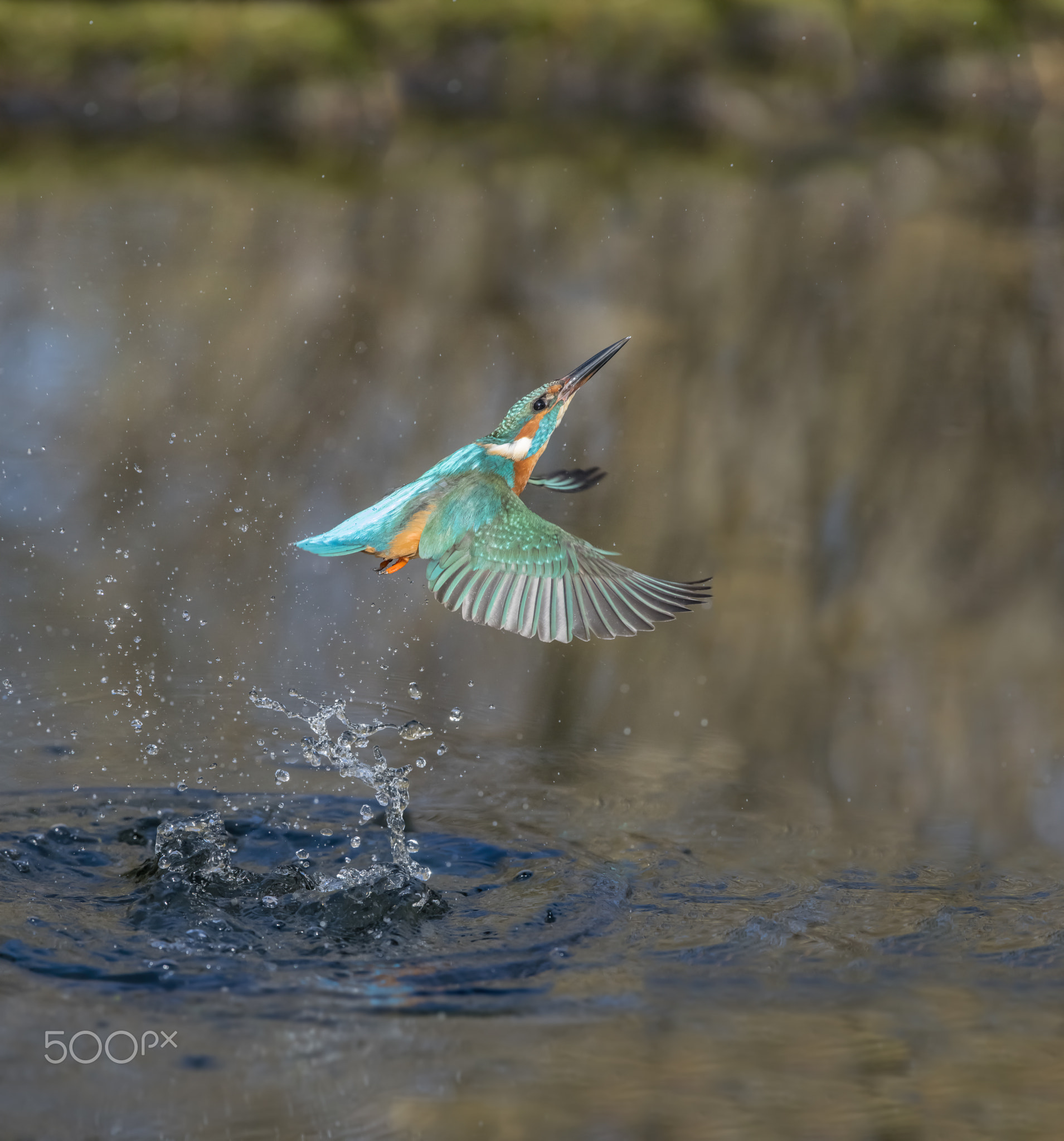 Eisvogel, Alcedo atthis, Kingfisher, Diving Action