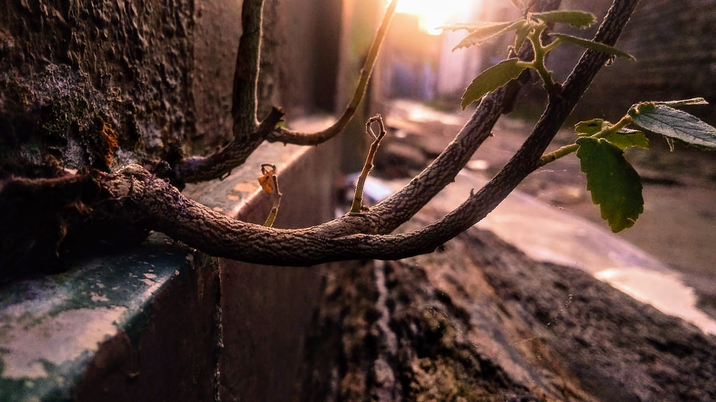 benih pohon by Muhamad Khotim Munir on 500px.com