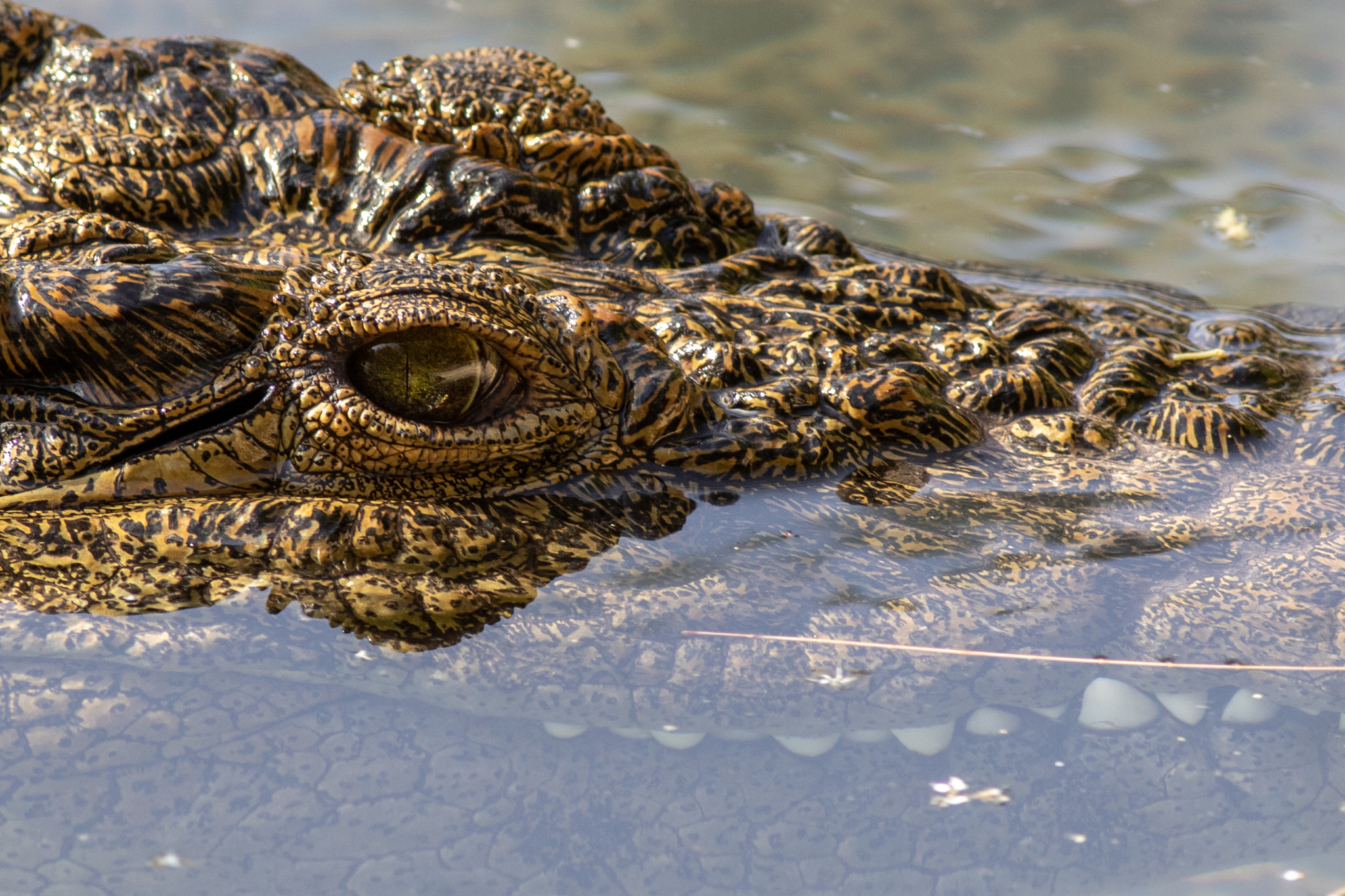 Crocodile