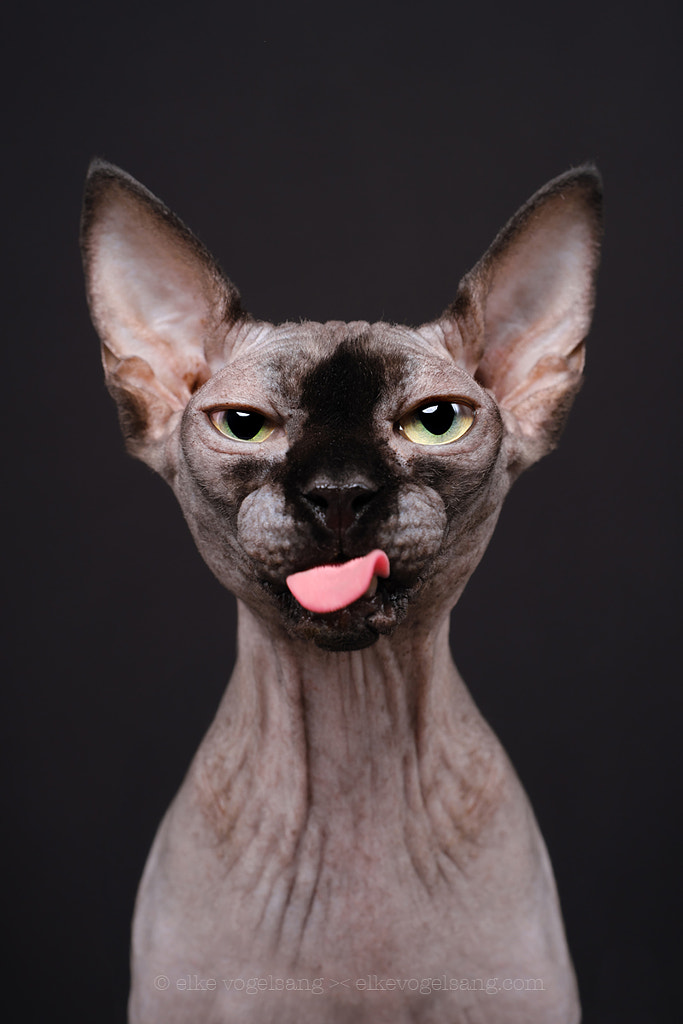 Naked cats for global warming! by Elke Vogelsang on 500px.com