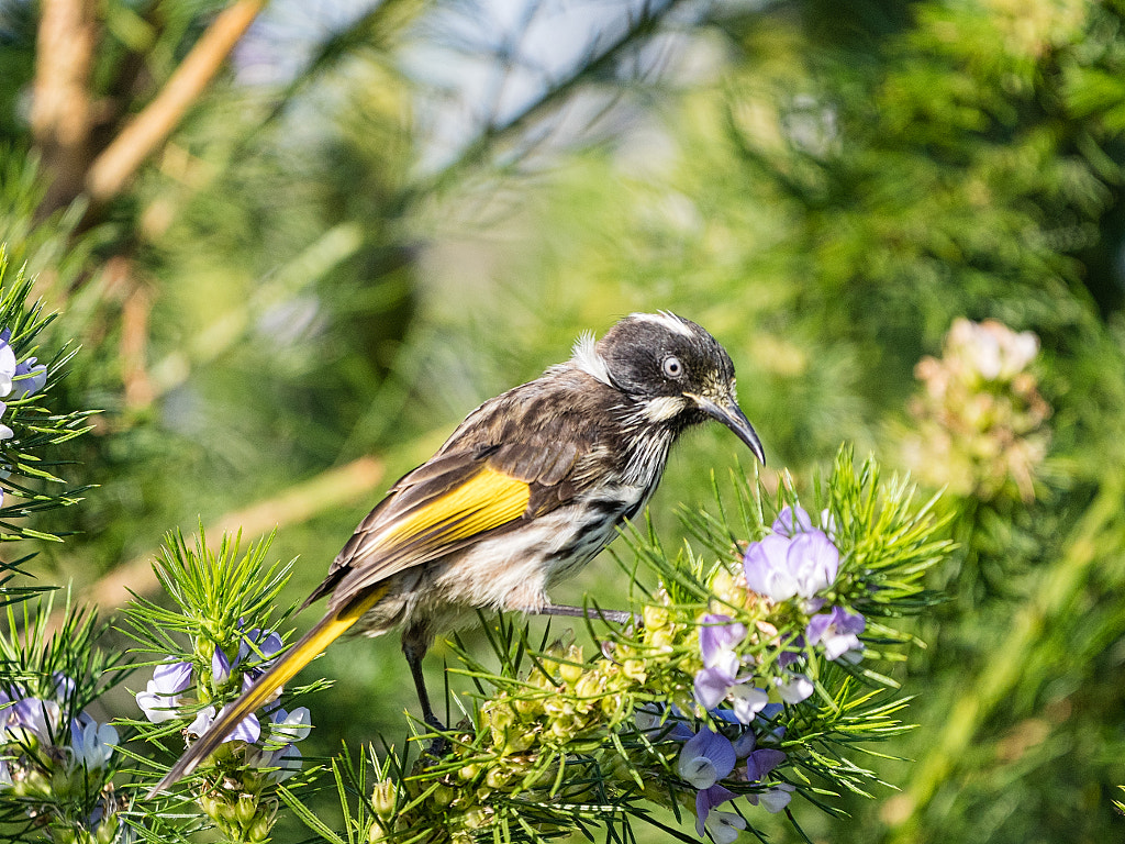 New Holland Honeyeater by Paul Amyes on 500px.com