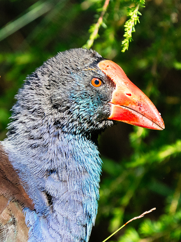 Purple swamp hen by Paul Amyes on 500px.com