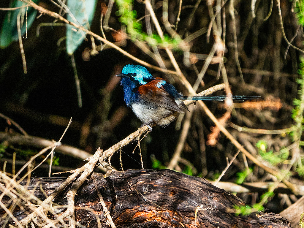 Red-winged Fairy-wren by Paul Amyes on 500px.com