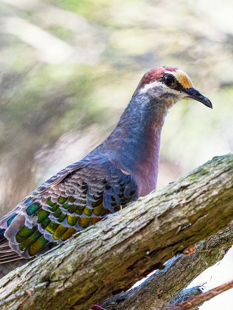 Brush Bronzeing, by Paul Amyes on 500px.com