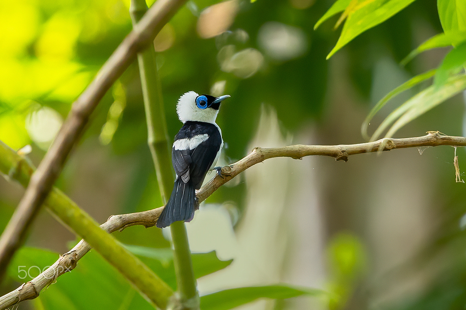 Frilled Monarch, 飾頸皺鶲