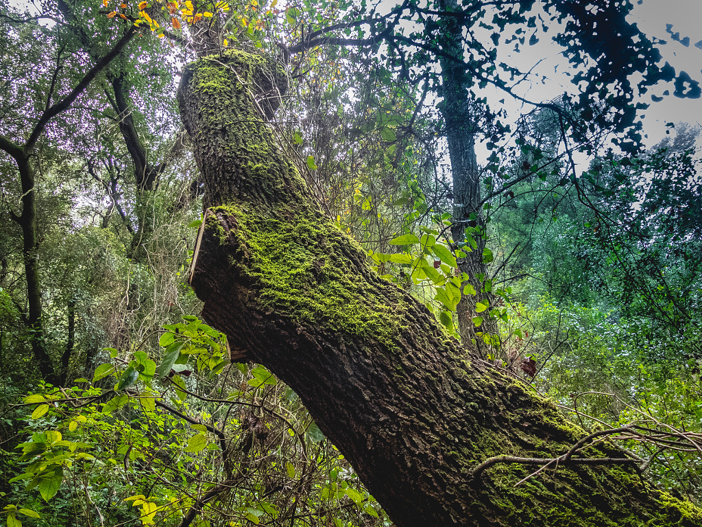 Green Invasion
 by Javier Pascual on 500px.com