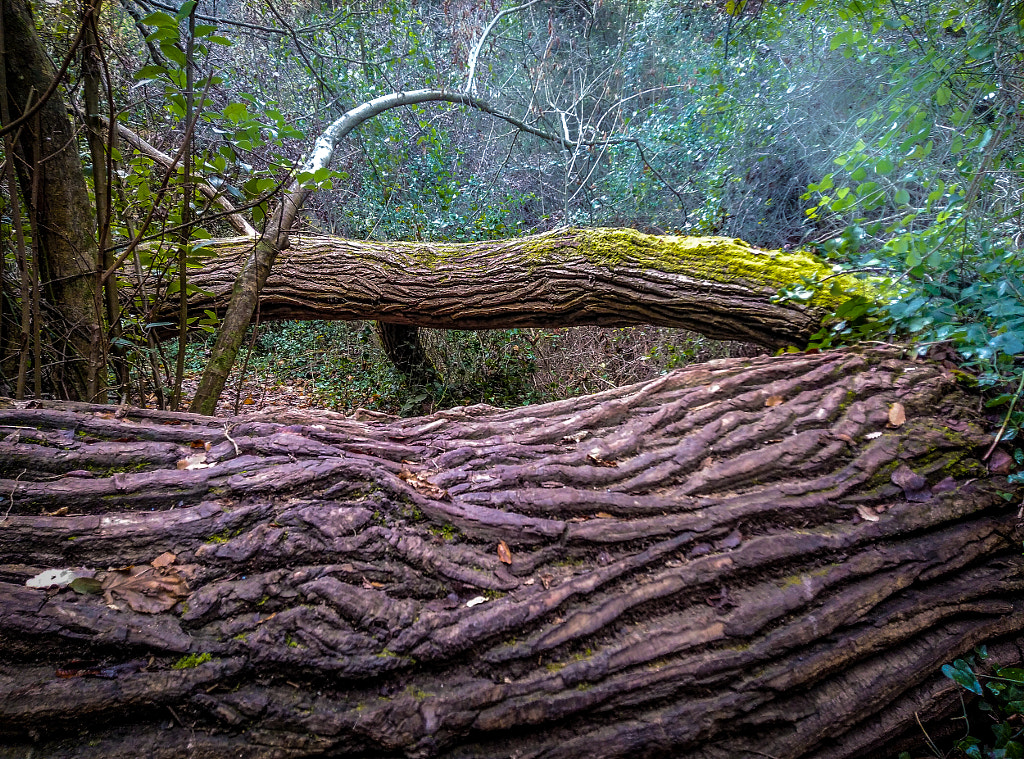 Trunk by Javier Pascual on 500px.com