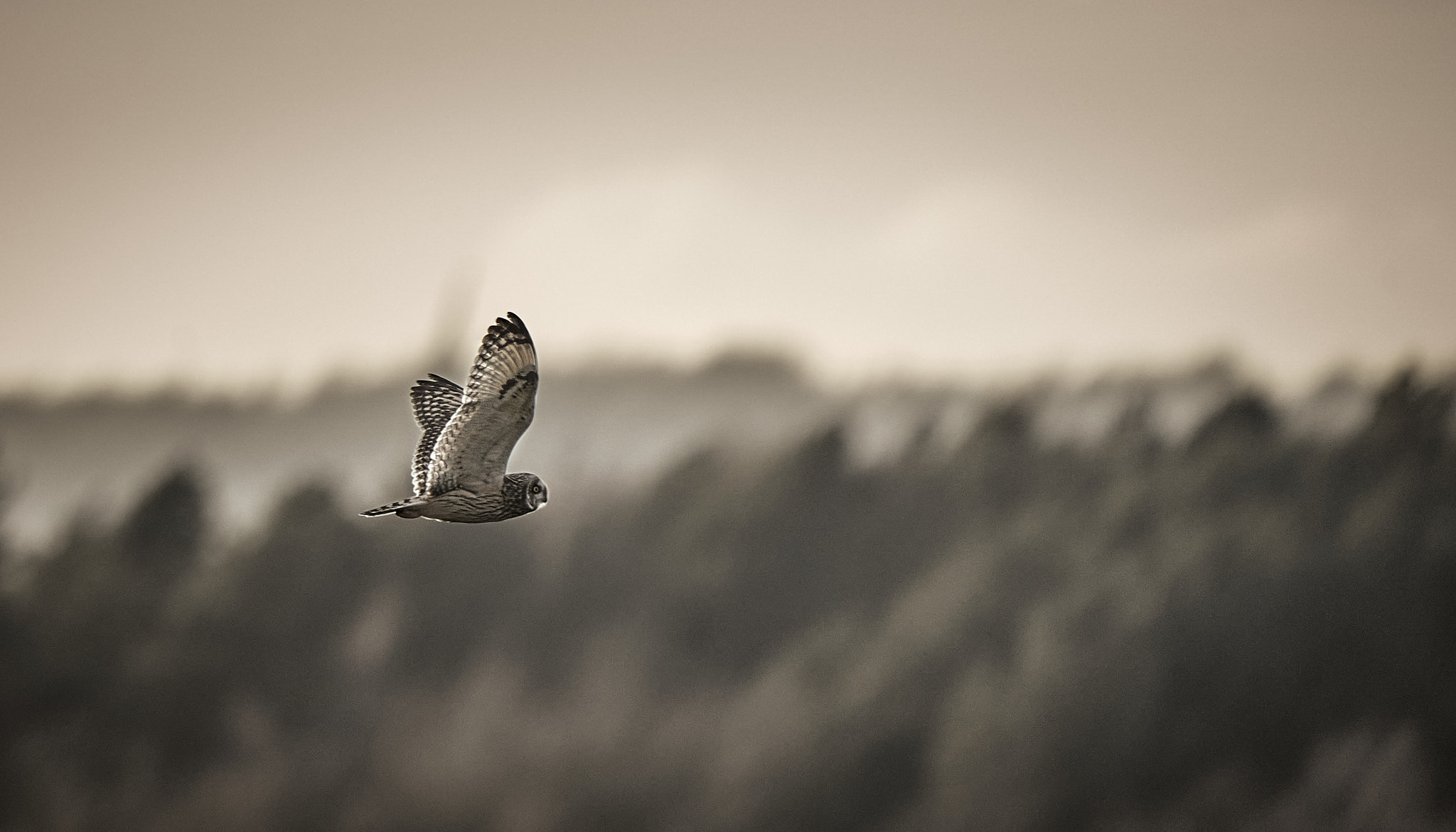 Owl in flight (SEO)