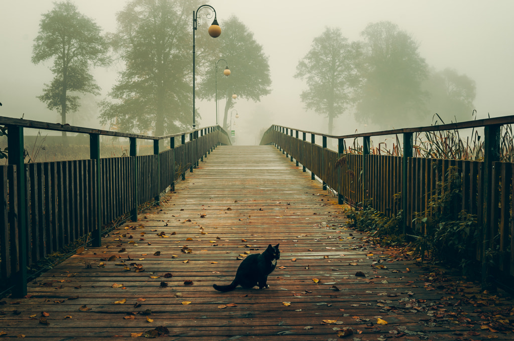 Mysterious Cat  by Robert Cierniak on 500px.com