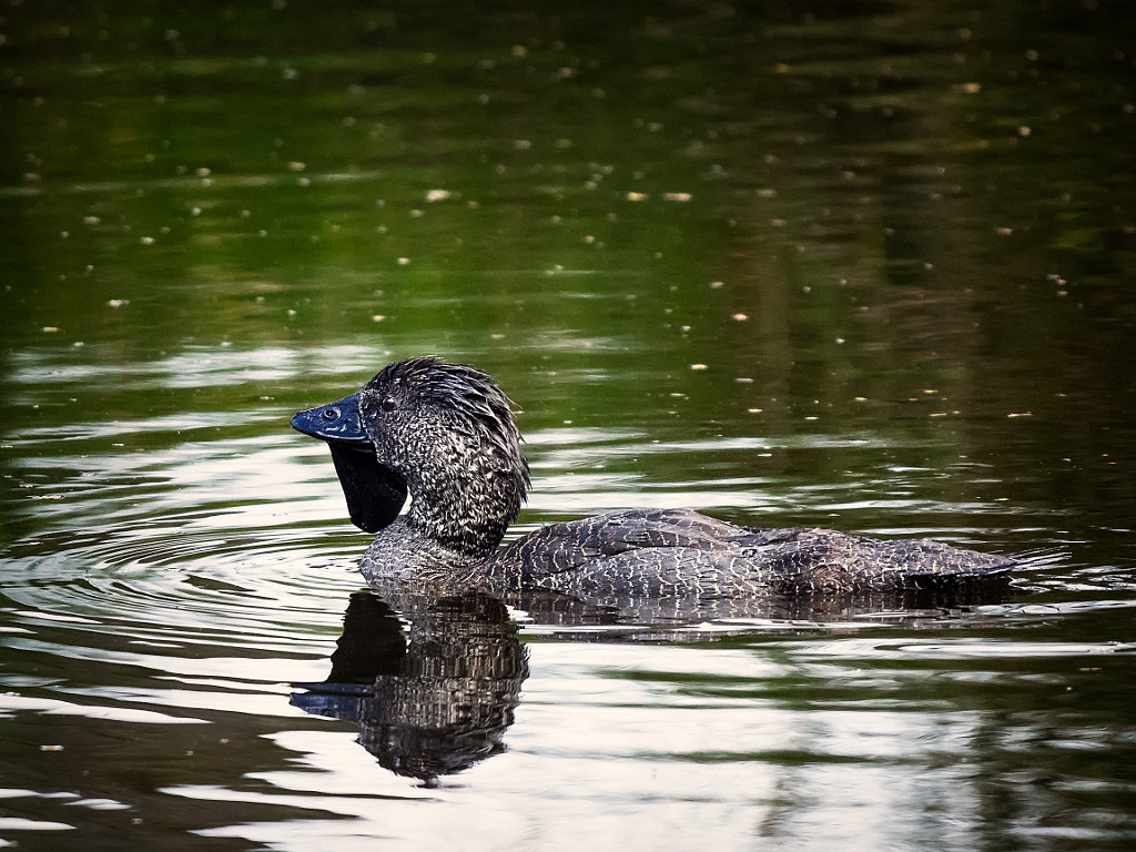 190206-Albany-0248-Edit.jpg by Paul Amyes on 500px.com