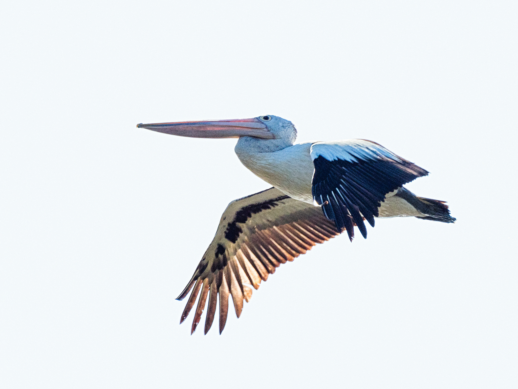 Australian Pelican by Paul Amyes on 500px.com