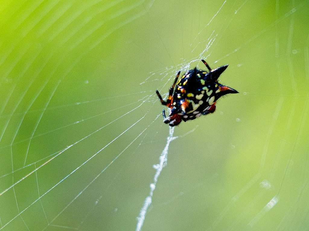 20191228-Albany-0277-Edit.jpg by Paul Amyes on 500px.com
