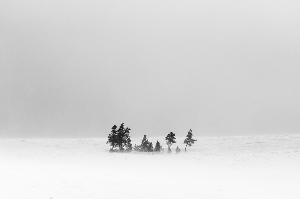 Winter in Yellowstone by Jennifer King on 500px.com