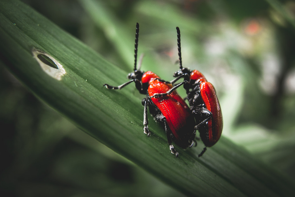 Love forever by Laurynas Butkevi?ius on 500px.com